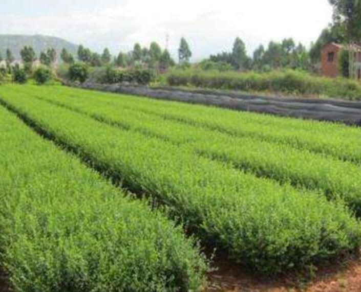 1644289324234950.jpg 1644289324234950.jpg