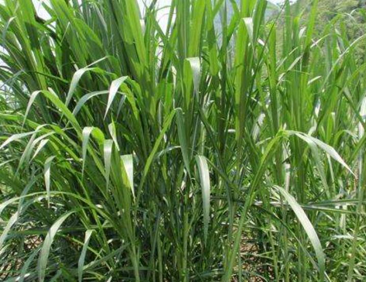 1644668976754155.jpg 1644668976754155.jpg