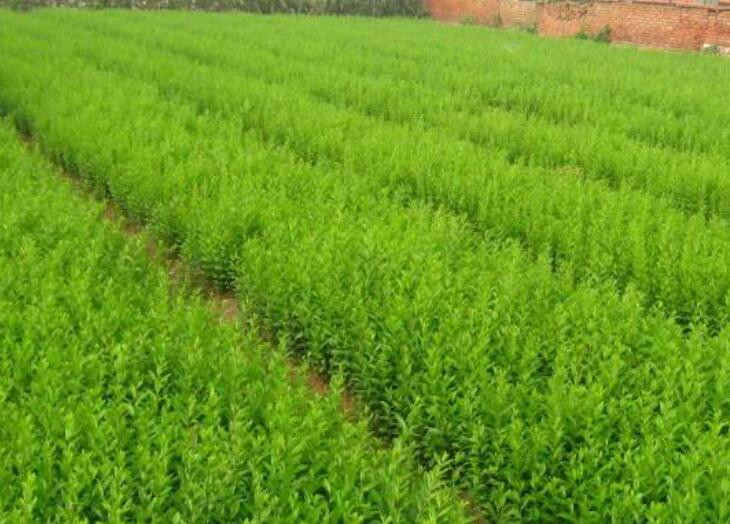 1644935082466925.jpg 1.jpg