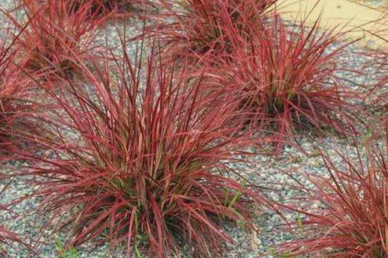 1645246031100994.jpg 1.jpg