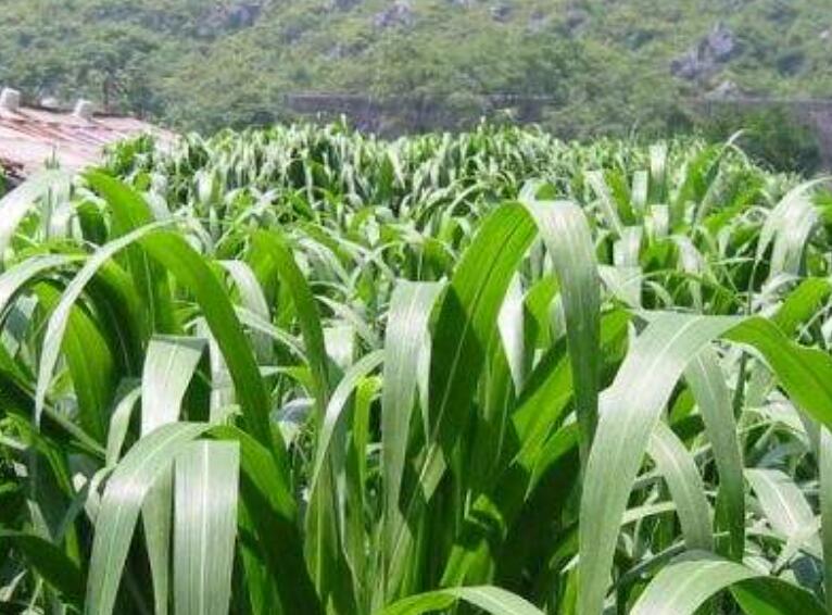 1645845313456147.jpg 3.jpg