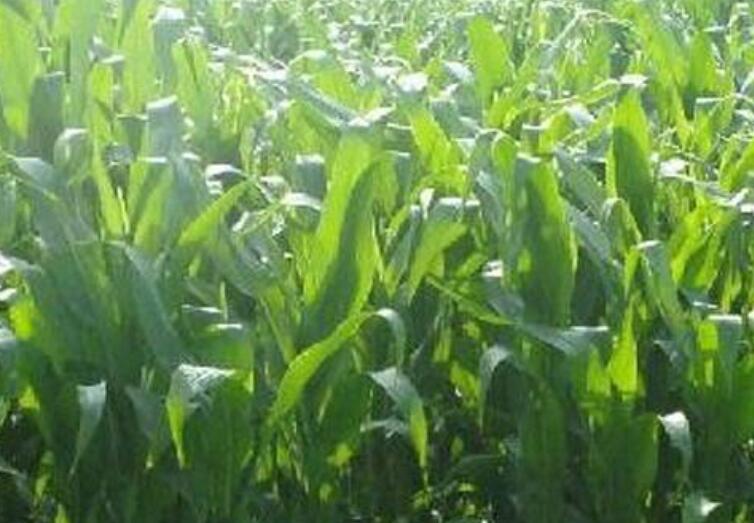 1646191591198301.jpg 3.jpg