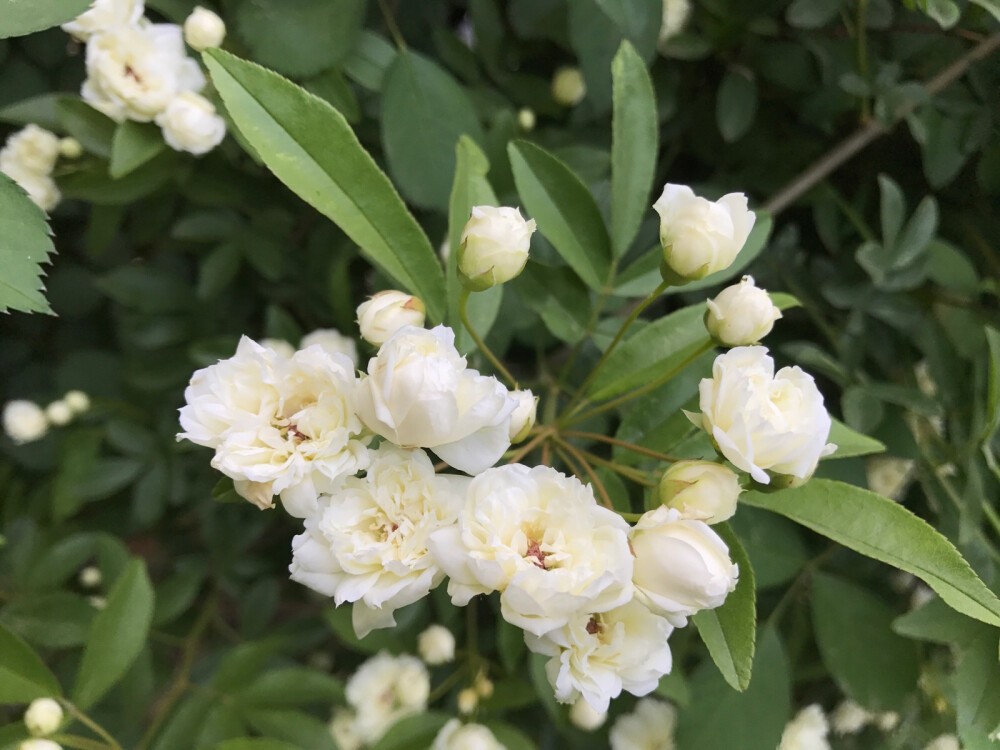 1646806953231668.jpeg 1646806953231668.jpeg