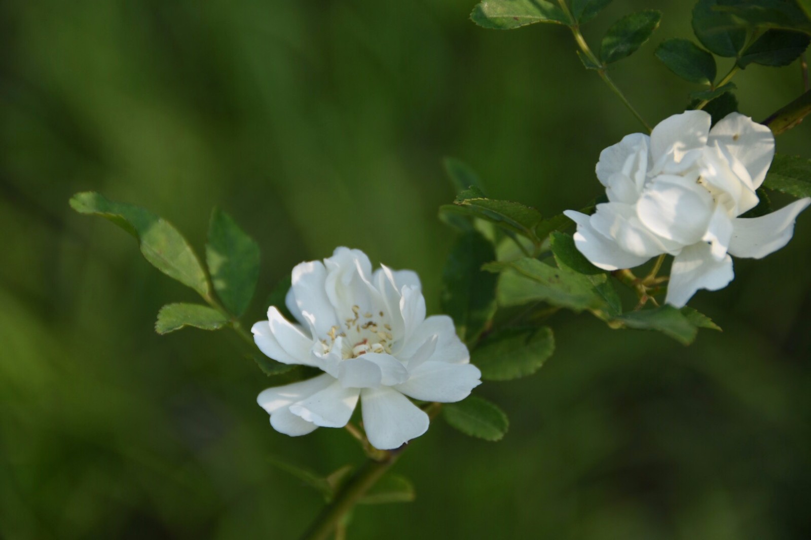 1646806985388803.jpg 1646806985388803.jpg