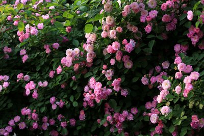 1646810214643115.jpg 1646810214643115.jpg