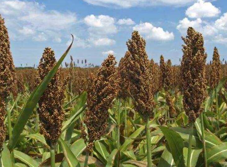 1646828669807257.jpg 1.jpg