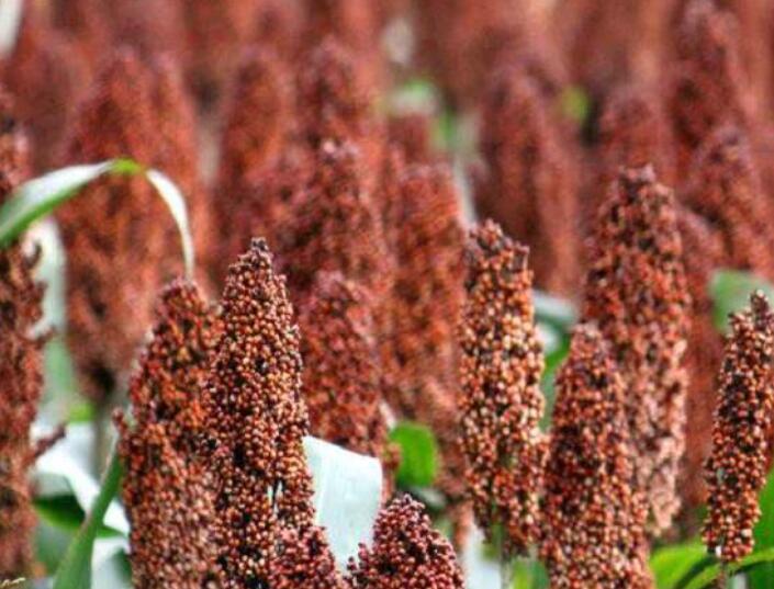 1646828693718974.jpg 3.jpg