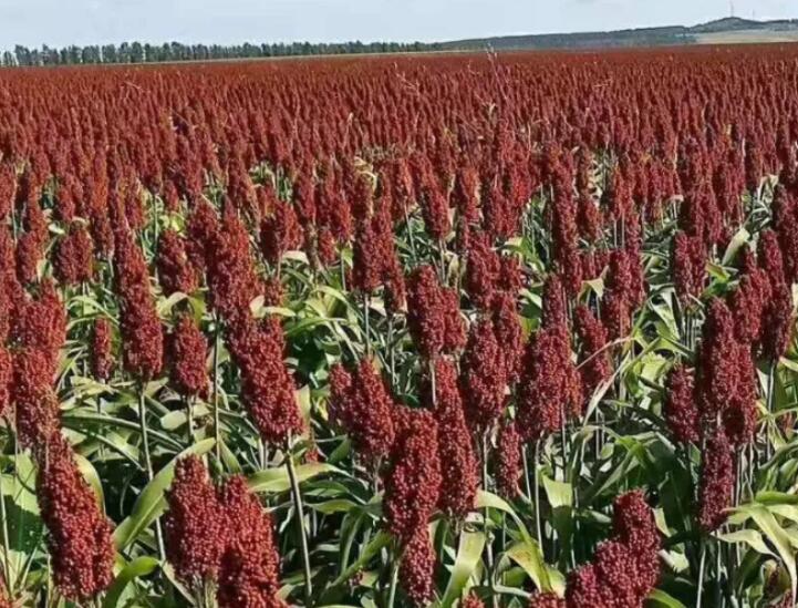 1647007263645869.jpg 1.jpg