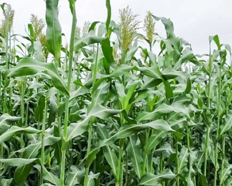 1647007283937356.jpg 3.jpg