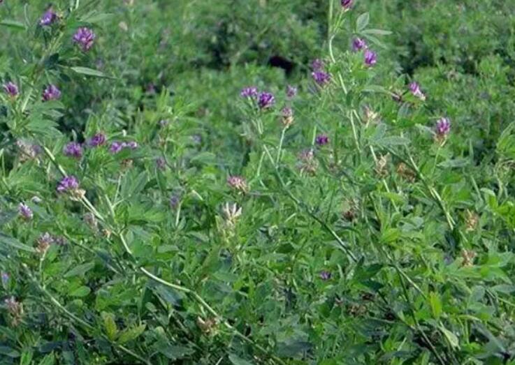 1647783236248021.jpg 2.jpg