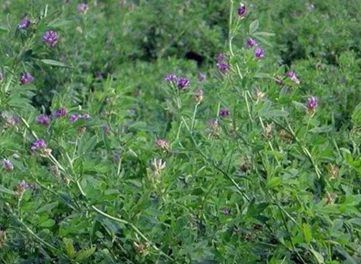 1647784116975190.jpg 3.jpg