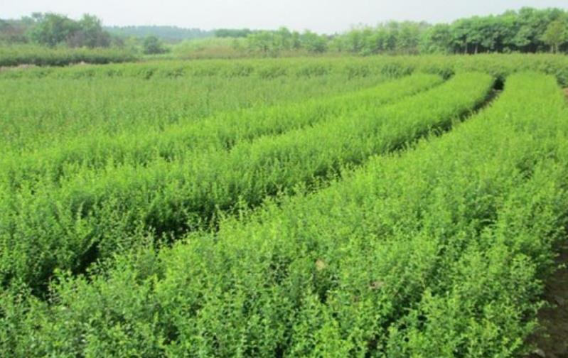 小葉女貞 小葉女貞