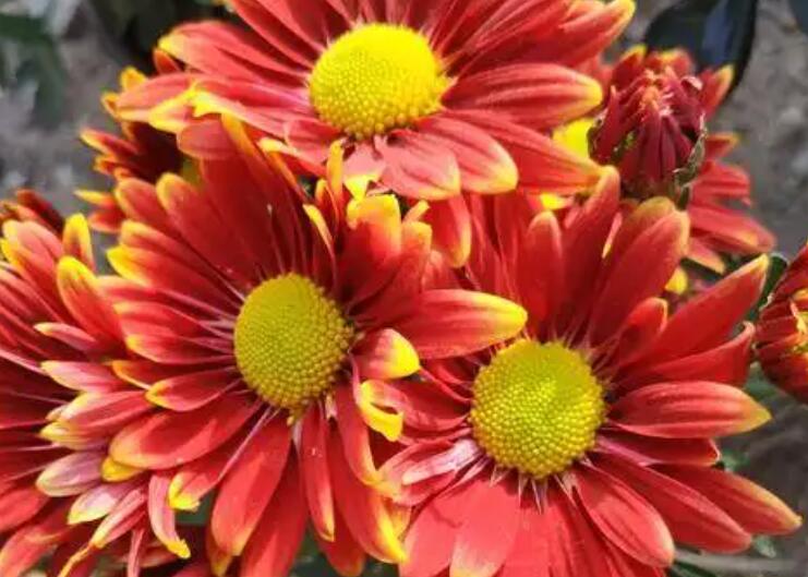 1649422805473181.jpg 3.jpg