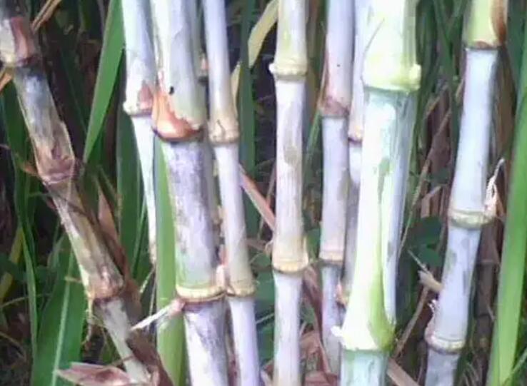 1649511661363595.jpg 2.jpg