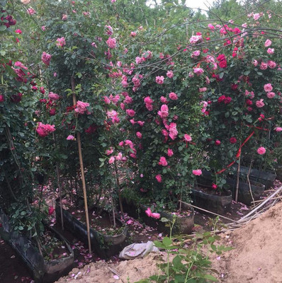 1649587429718087.jpg 1649587429718087.jpg