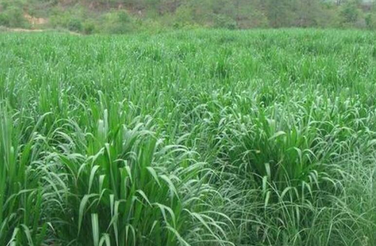 1649664070759786.jpg 1.jpg