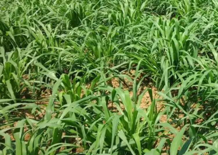 1649771736966059.jpg 1.jpg