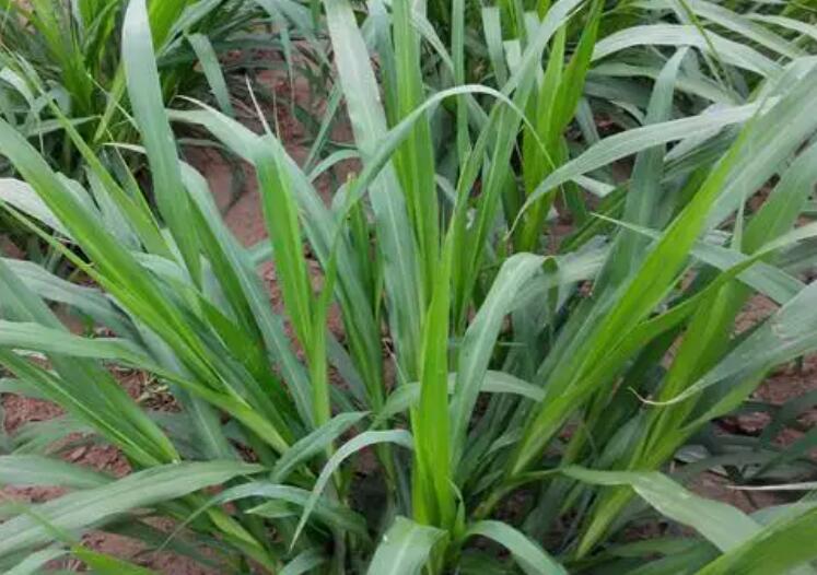 1649831945301767.jpg 1.jpg