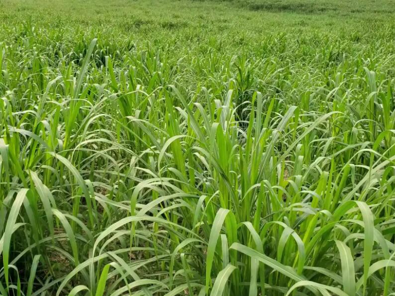 1649831954326715.jpg 2.jpg