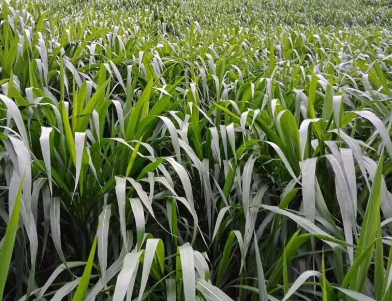 1649915628165612.jpg 3.jpg