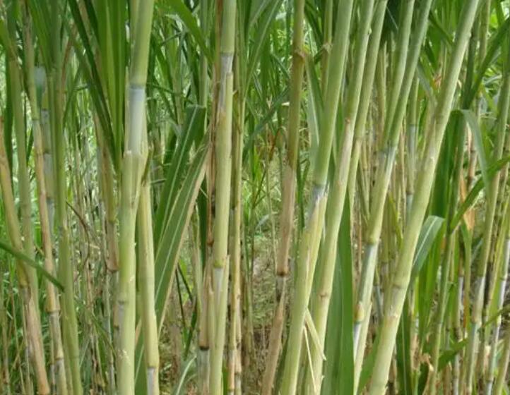 1649916269588015.jpg 1.jpg