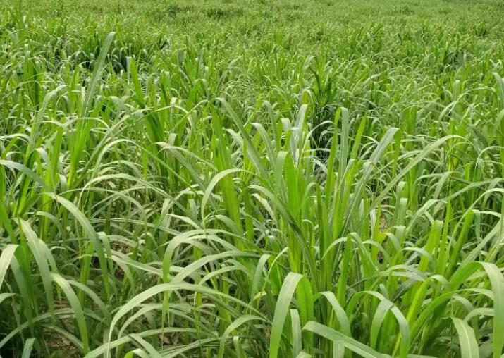 1649916284492132.jpg 3.jpg