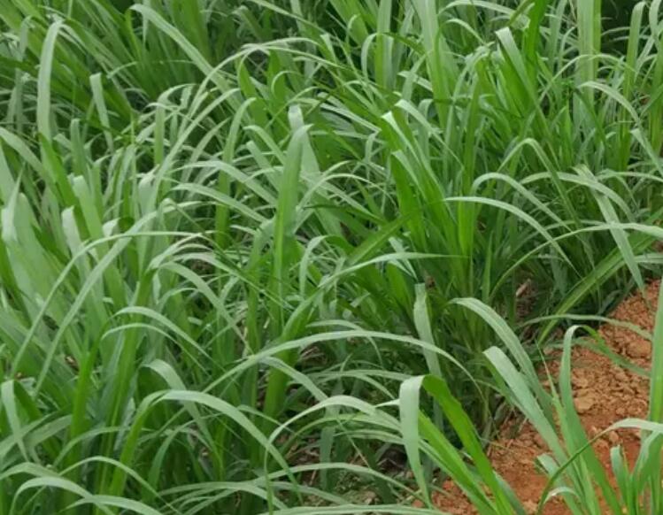 1650017681461717.jpg 1.jpg