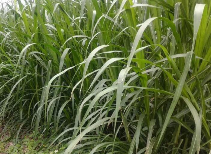 1650017690389522.jpg 2.jpg