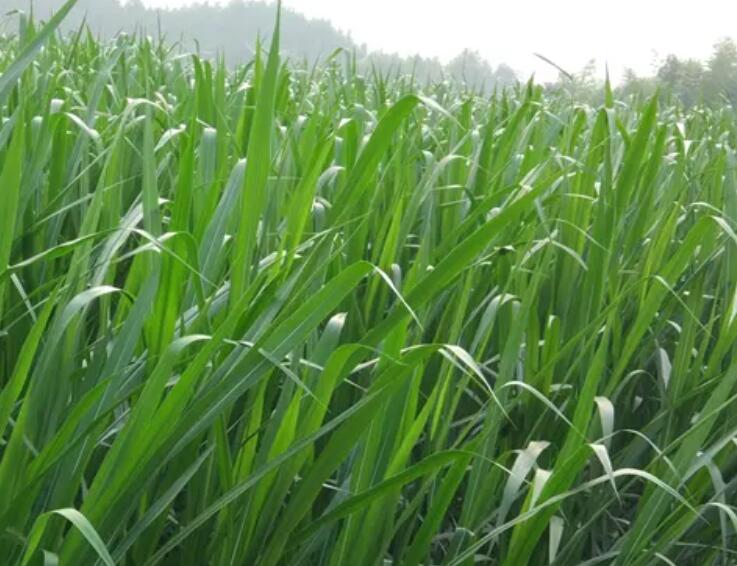 1650025483616845.jpg 2.jpg