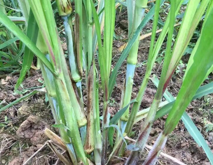 1650115024789938.jpg 3.jpg