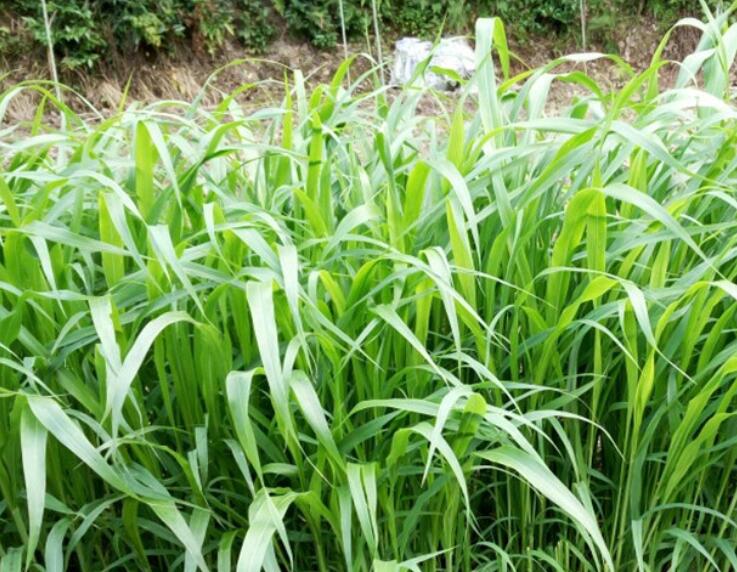 1650119169844300.jpg 1.jpg