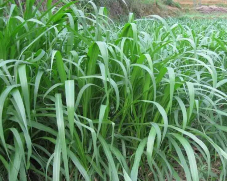 1650119208776732.jpg 3.jpg