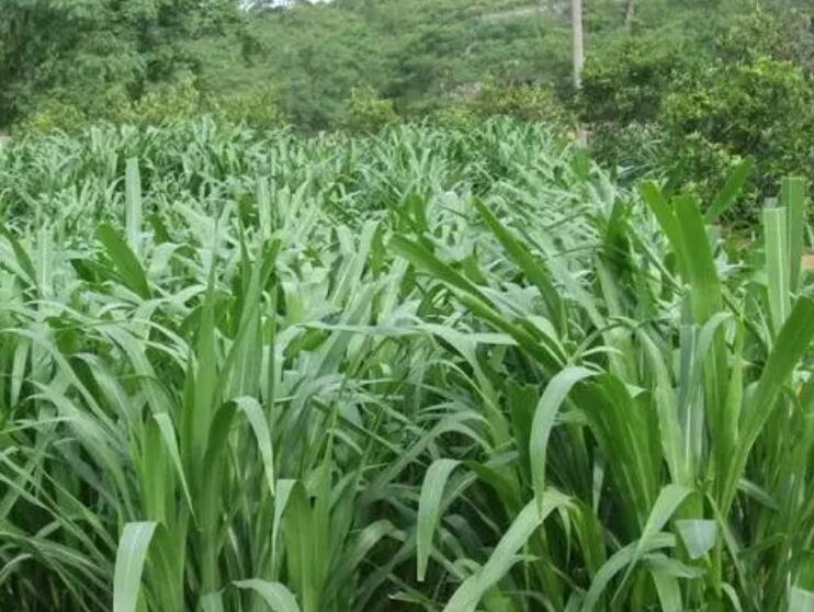 1650119713190154.jpg 1.jpg