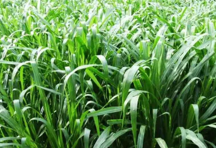 1650161551480947.jpg 1.jpg