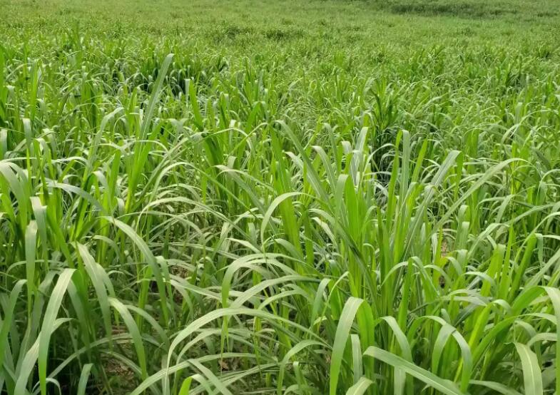 1650161585550738.jpg 2.jpg