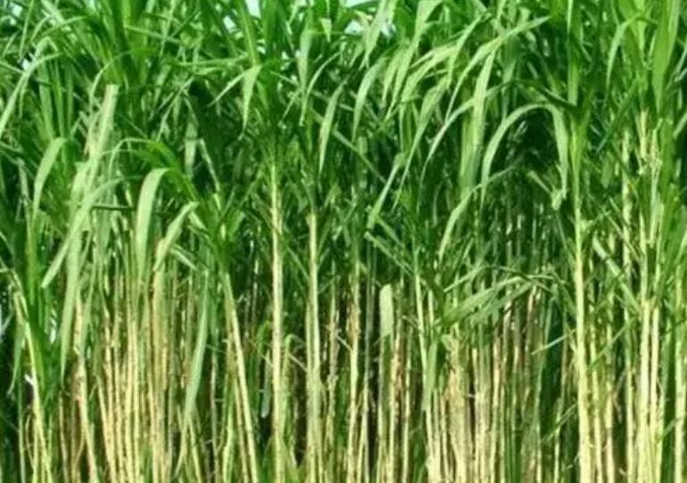 1650200859217914.jpg 1.jpg