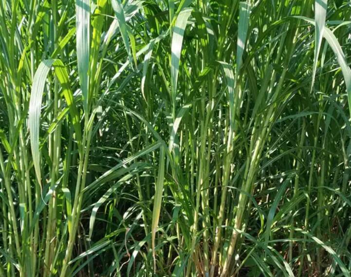 1650202020929104.jpg 1.jpg