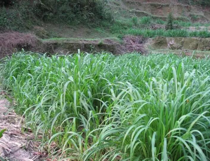 1650203008432764.jpg 1650203008432764.jpg