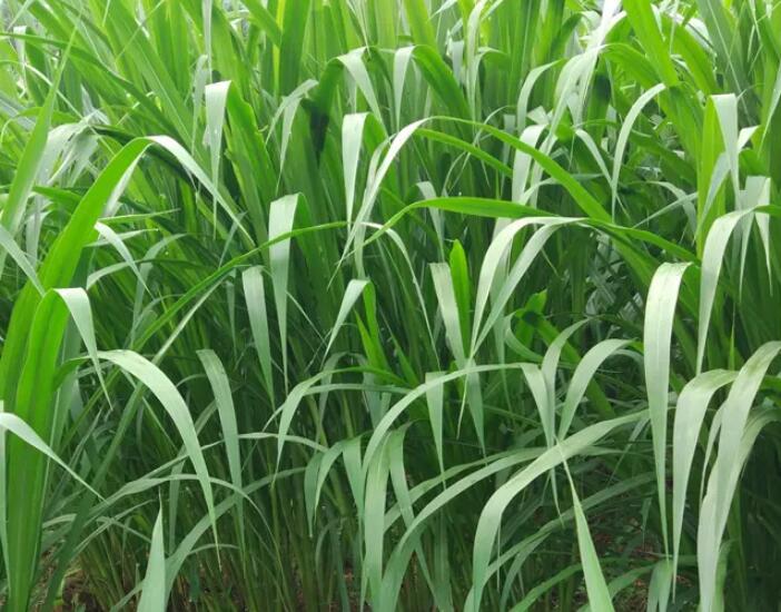 1650203177419998.jpg 1650203177419998.jpg