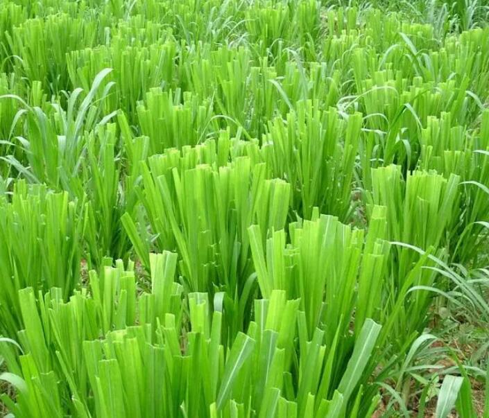 1650203446122696.jpg 1650203446122696.jpg