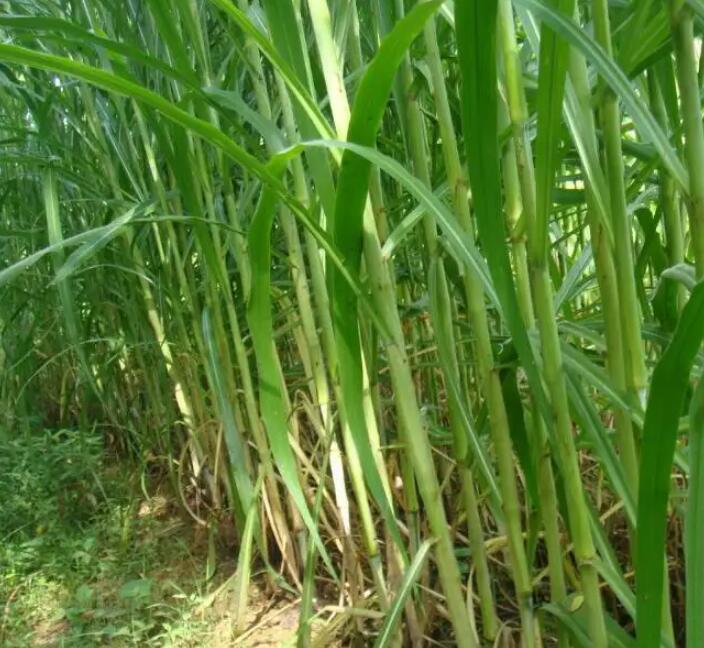 1650203589639198.jpg 1650203589639198.jpg