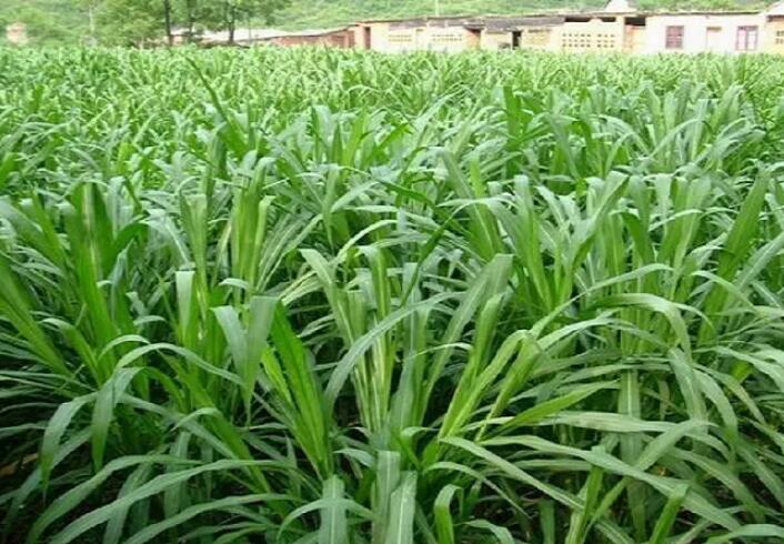 1650203822772380.jpg 1650203822772380.jpg