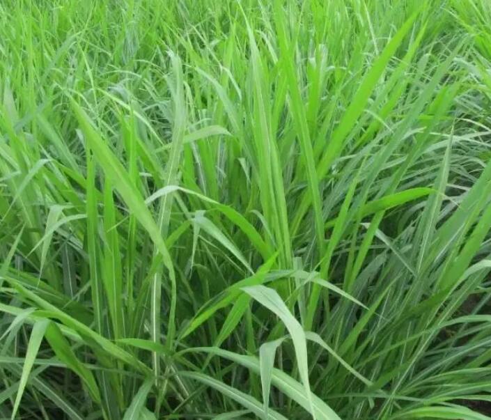 1650204911407244.jpg 1650204911407244.jpg