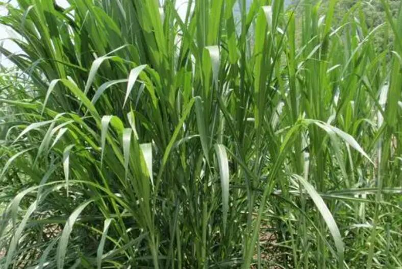 1650257556602664.jpg 1.jpg