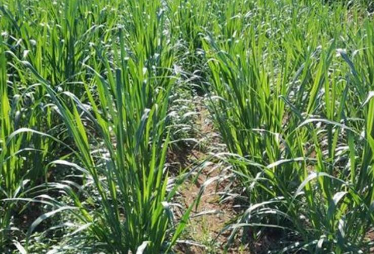 1650259080512341.jpg 1.jpg