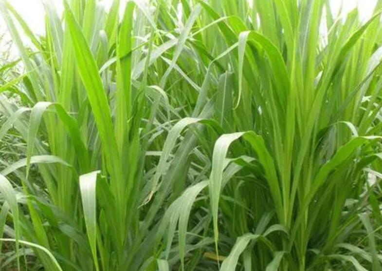 1650259113468098.jpg 3.jpg