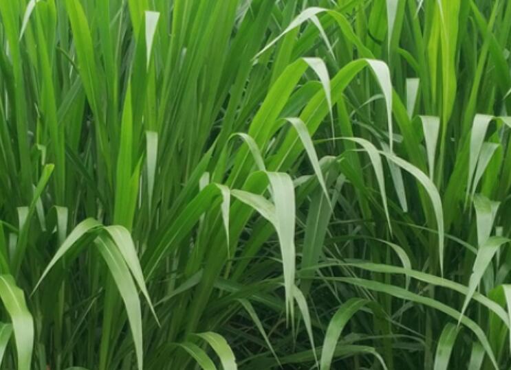 1650289506799137.jpg 1650289506799137.jpg