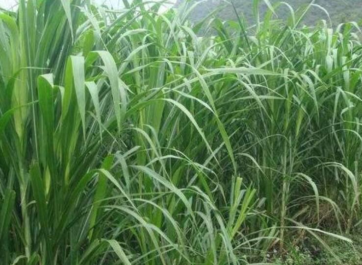 1650291569708492.jpg 2.jpg