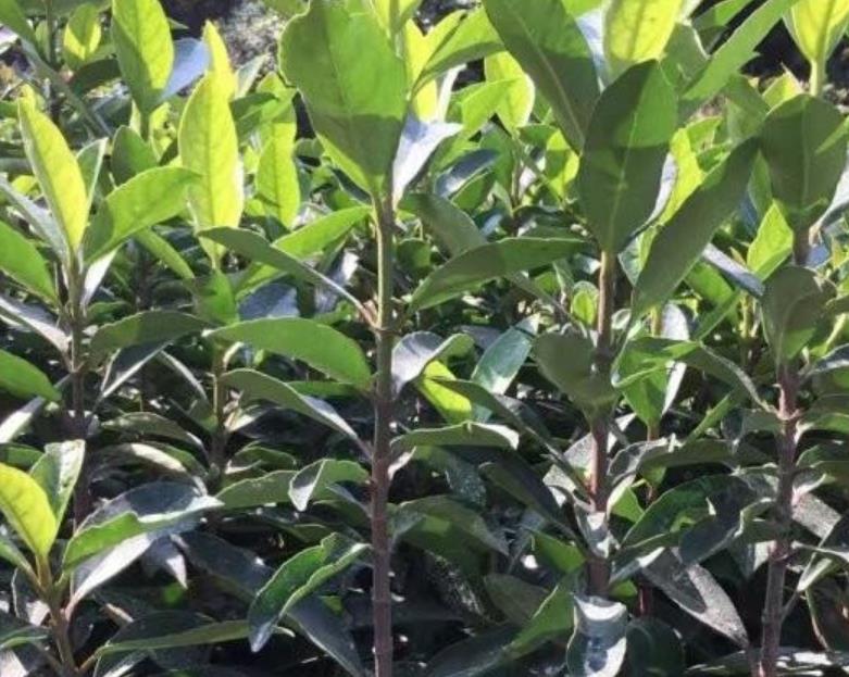 法國冬青 法國冬青