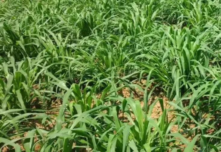 1650422679999661.jpg 2.jpg